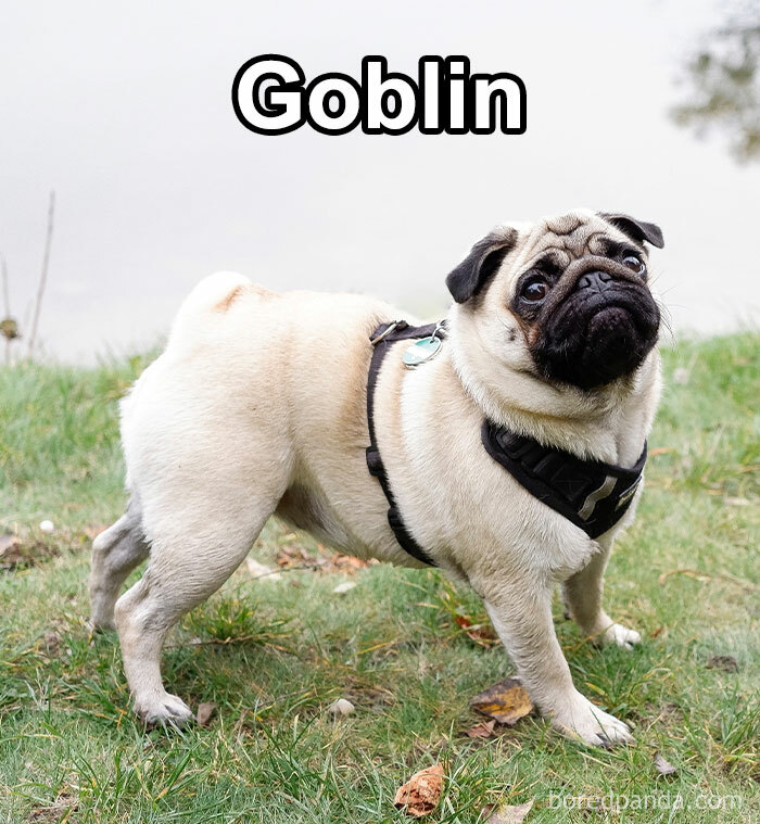 Funny-Weird-Pet-Names