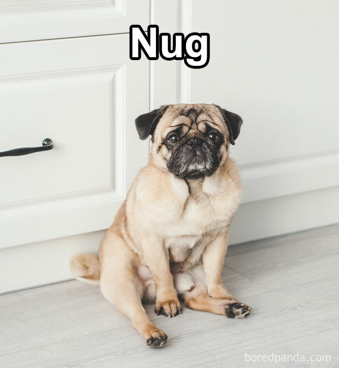 Funny-Weird-Pet-Names