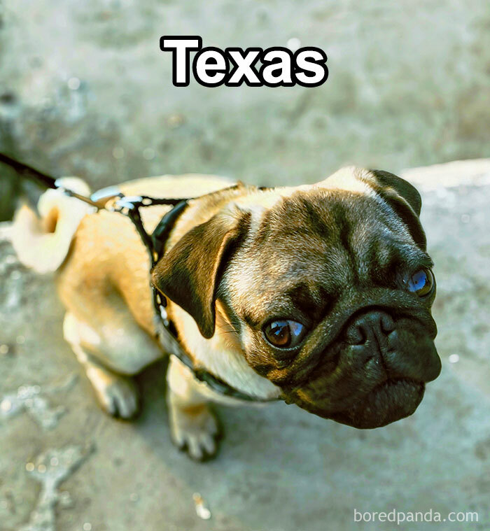 Funny-Weird-Pet-Names