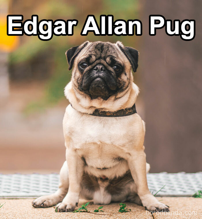 Funny-Weird-Pet-Names