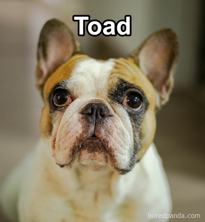 Funny-Weird-Pet-Names