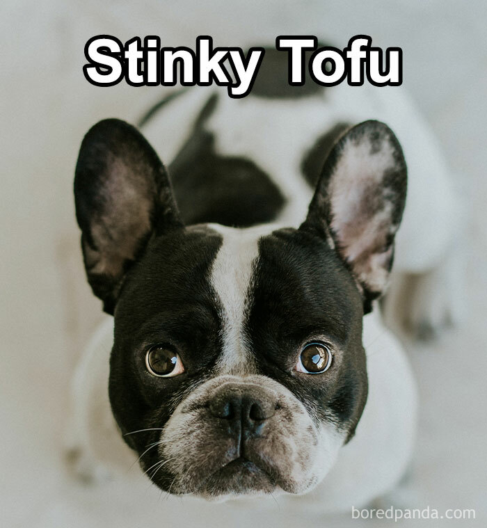 Funny-Weird-Pet-Names