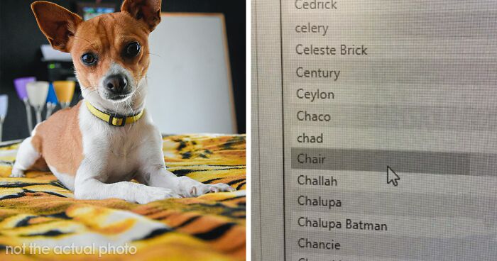 Pet Insurance Worker Shares The Absolute Best Names She’s Ever Seen
