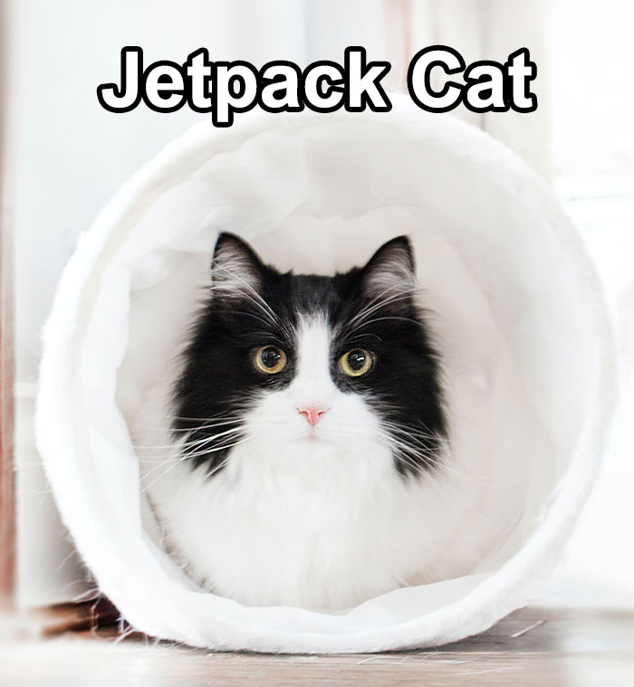 Funny-Weird-Pet-Names