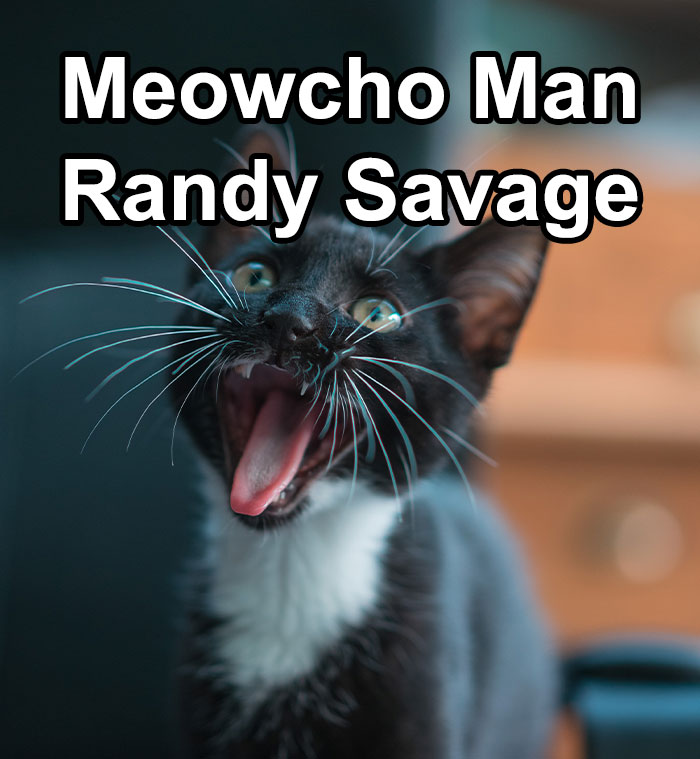 Funny-Weird-Pet-Names