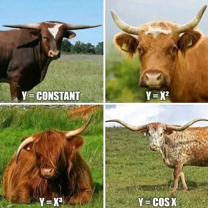Four cows humorously represent different math functions: constant, quadratic, cubic, and cosine.