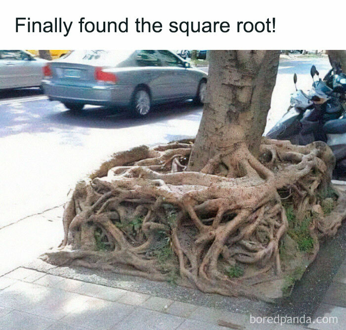 Tree roots humorously shaped like a square, illustrating a math meme with the phrase "square root."