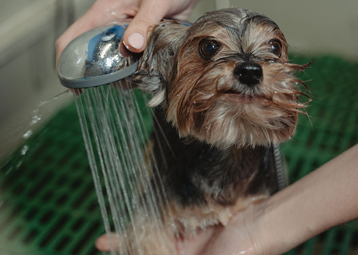 "They Said I Needed To Get Rid Of Bradley": Parents Freak Out After Their Adult Child Gets A Dog, Because Their Younger Son Is Allergic