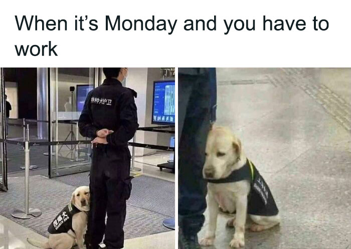 A dog wearing a vest leans against a security guard, with text about working on Monday.