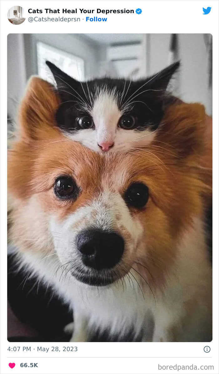 "Cats That Heal Your Depression": 50 Pics Of Adorable Felines Who Don't Even Know What Power They Hold