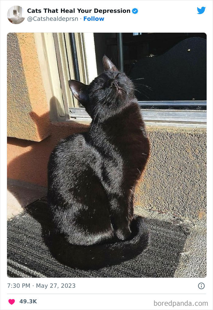 "Cats That Heal Your Depression": 50 Pics Of Adorable Felines Who Don't Even Know What Power They Hold