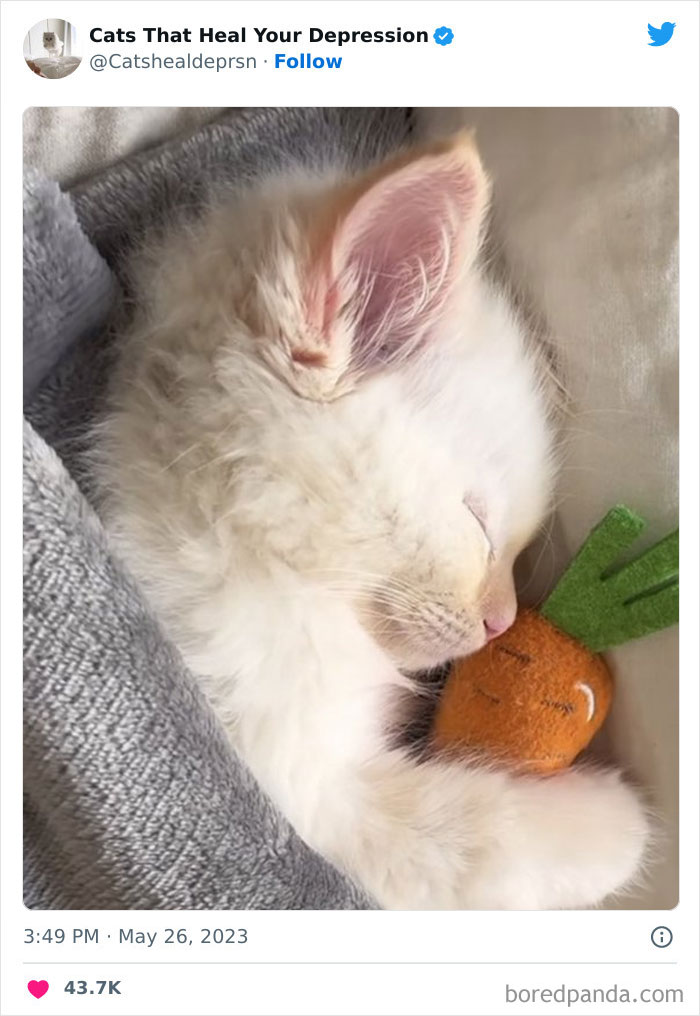 "Cats That Heal Your Depression": 50 Pics Of Adorable Felines Who Don't Even Know What Power They Hold