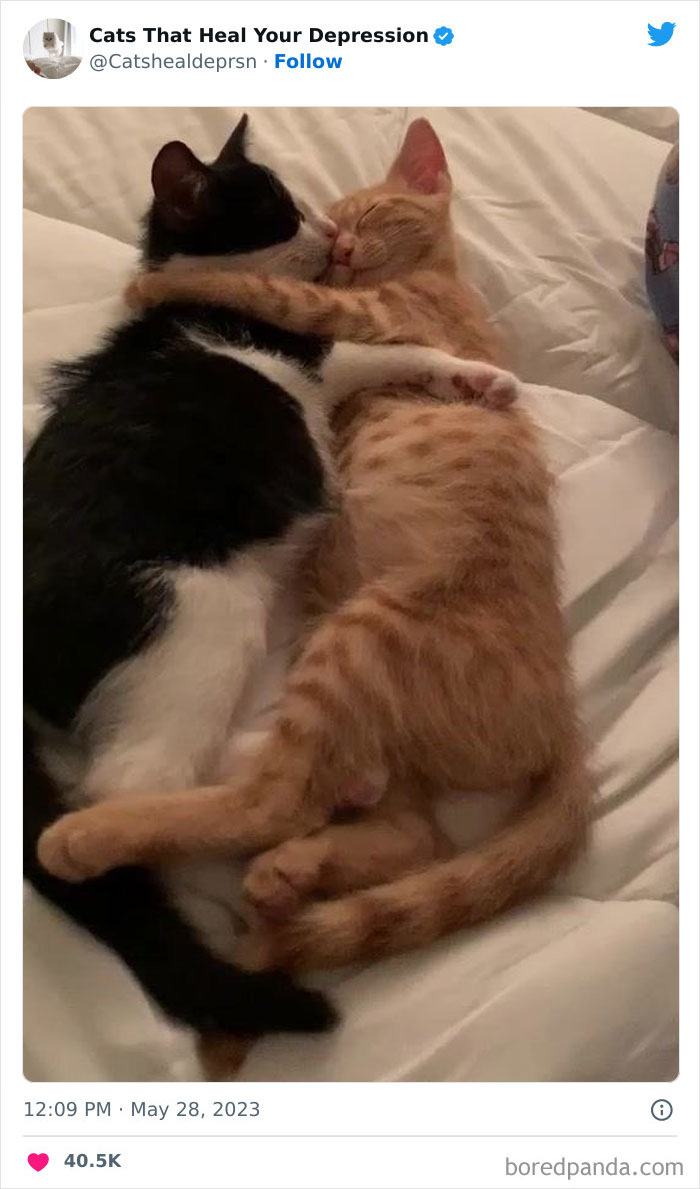 "Cats That Heal Your Depression": 50 Pics Of Adorable Felines Who Don't Even Know What Power They Hold