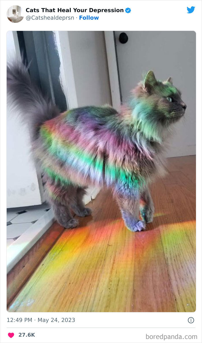 "Cats That Heal Your Depression": 50 Pics Of Adorable Felines Who Don't Even Know What Power They Hold