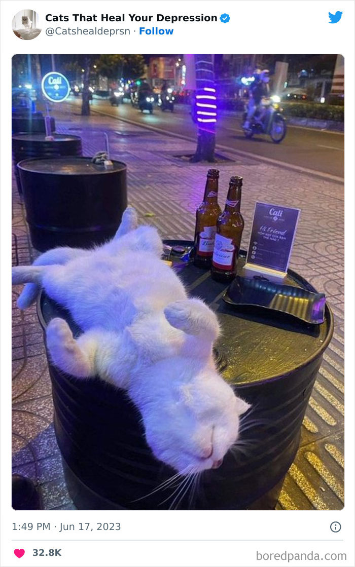 "Cats That Heal Your Depression": 50 Pics Of Adorable Felines Who Don't Even Know What Power They Hold