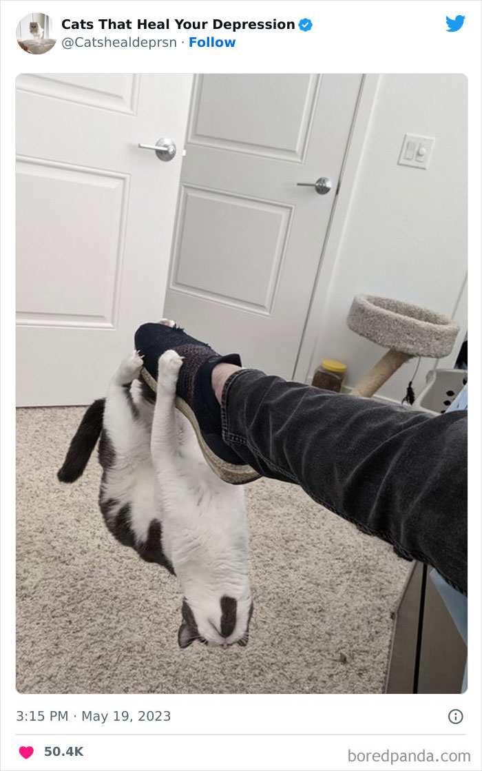 Heart-Warming-Cat-Pics