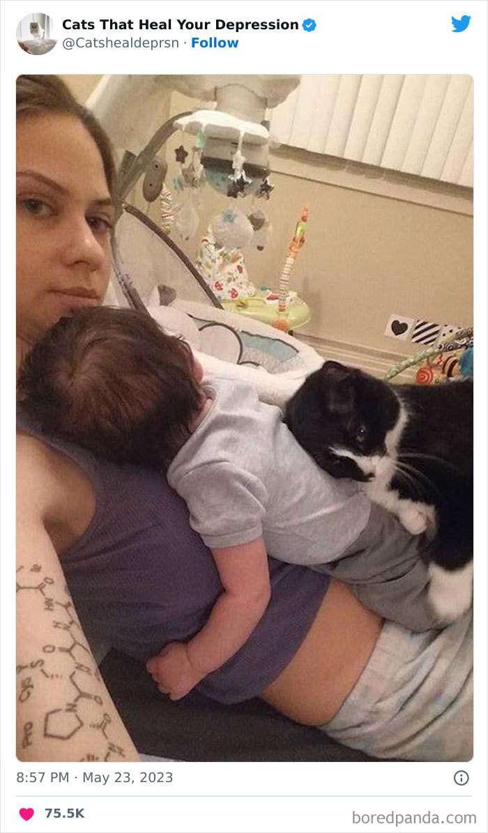 "Cats That Heal Your Depression": 50 Pics Of Adorable Felines Who Don't Even Know What Power They Hold