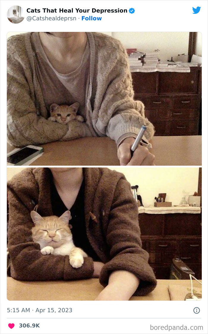"Cats That Heal Your Depression": 50 Pics Of Adorable Felines Who Don't Even Know What Power They Hold
