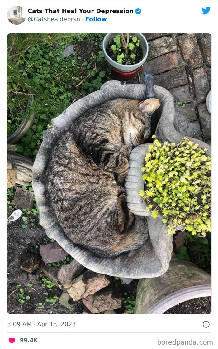 Heart-Warming-Cat-Pics