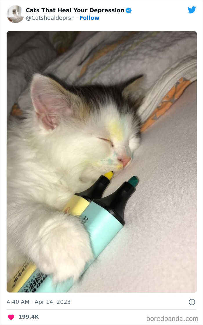 Heart-Warming-Cat-Pics