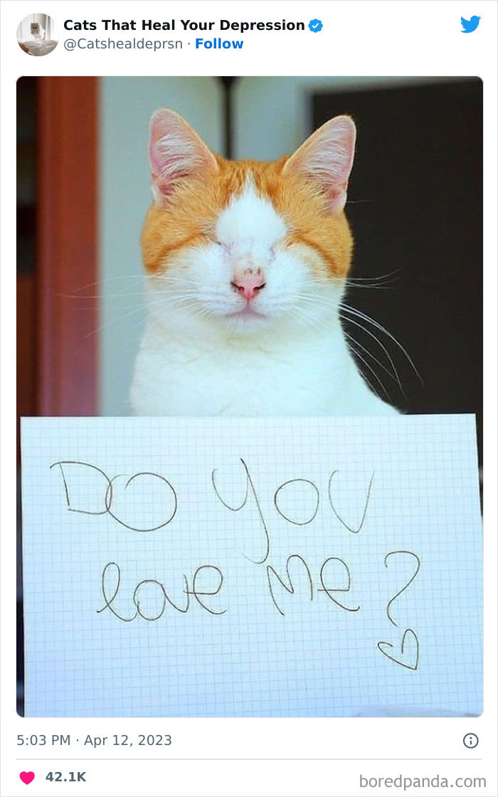 Heart-Warming-Cat-Pics