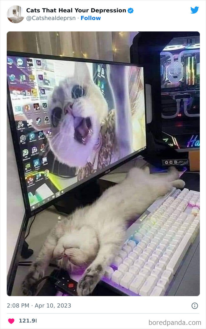 "Cats That Heal Your Depression": 50 Pics Of Adorable Felines Who Don't Even Know What Power They Hold