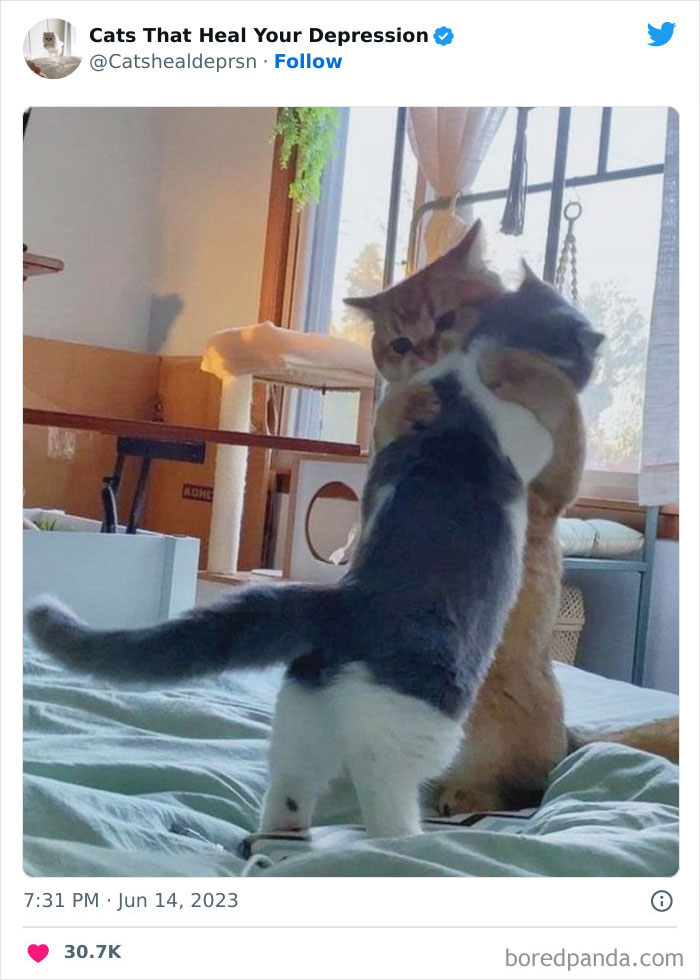 "Cats That Heal Your Depression": 50 Pics Of Adorable Felines Who Don't Even Know What Power They Hold