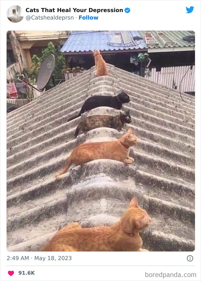 "Cats That Heal Your Depression": 50 Pics Of Adorable Felines Who Don't Even Know What Power They Hold