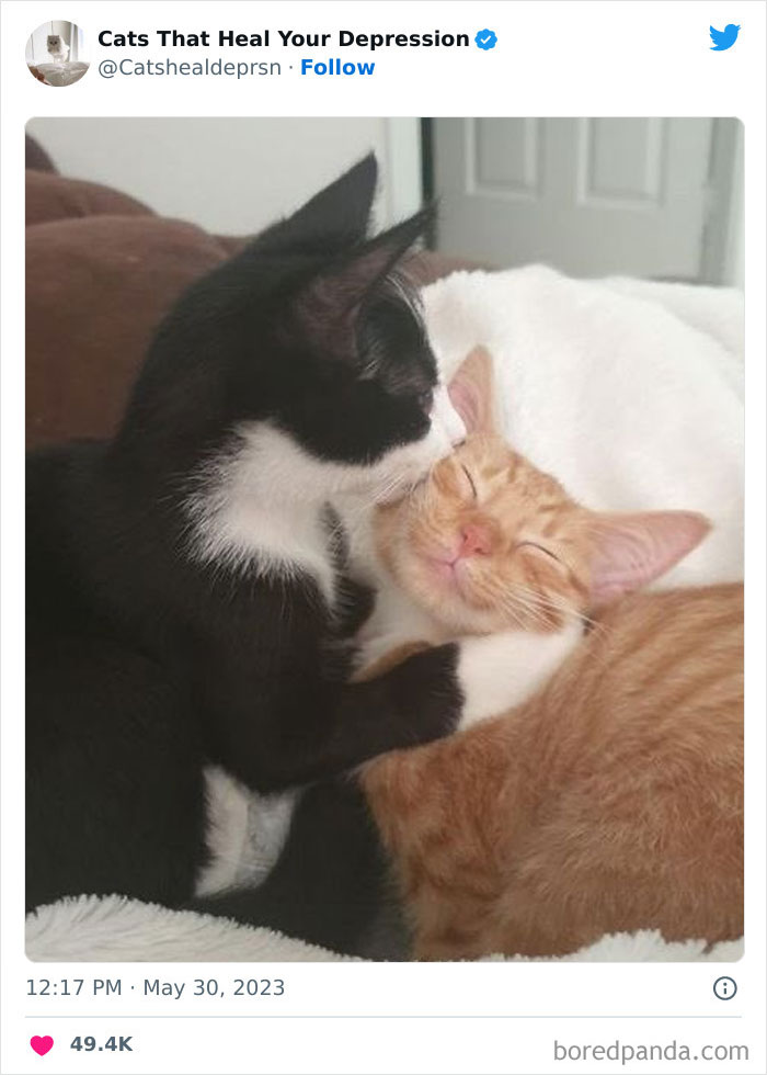 "Cats That Heal Your Depression": 50 Pics Of Adorable Felines Who Don't Even Know What Power They Hold