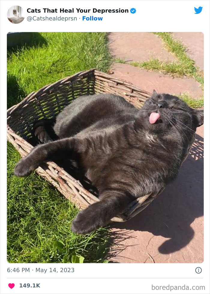 "Cats That Heal Your Depression": 50 Pics Of Adorable Felines Who Don't Even Know What Power They Hold