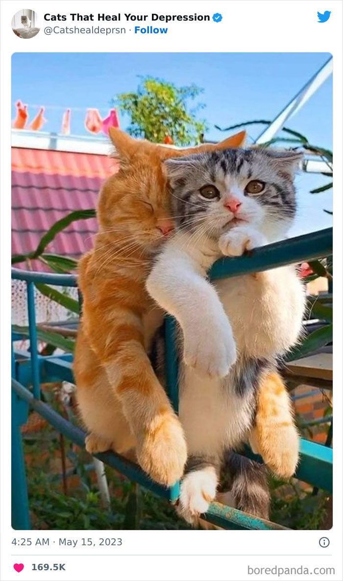 "Cats That Heal Your Depression": 50 Pics Of Adorable Felines Who Don't Even Know What Power They Hold