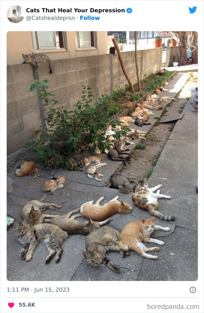 "Cats That Heal Your Depression": 50 Pics Of Adorable Felines Who Don't Even Know What Power They Hold