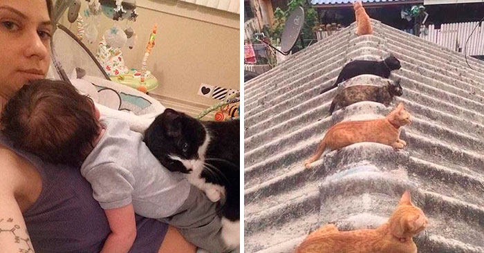 45 Adorables fotos de «gatitos que curan tu depresión», y realmente funcionan