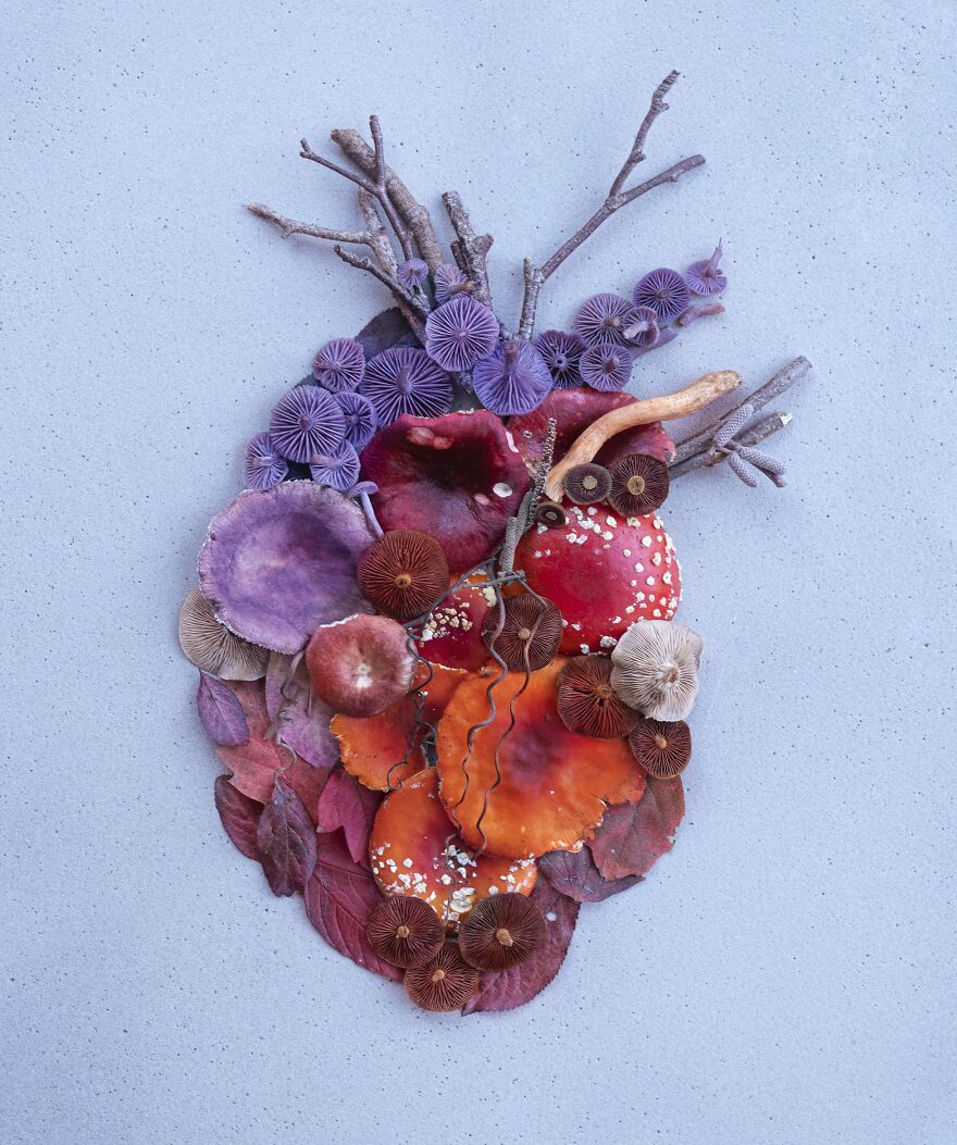 Celebrating Nature's Masterpiece: Stunning Mushroom Flatlays Curated Straight From The Woods By Moritz Schmid