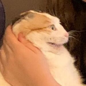 potatocat0614 avatar