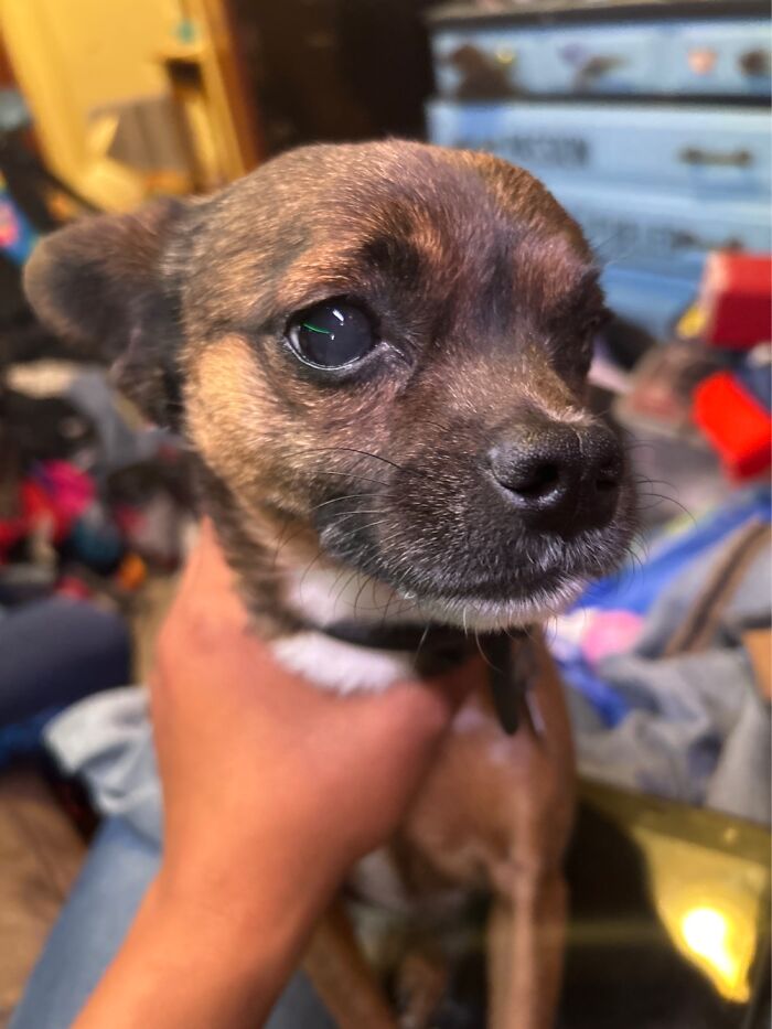 My Fenris Is As Blind As A Bat. Turns 5 In August. My Ride Or Die-Bff-Fur Kid. 🐾