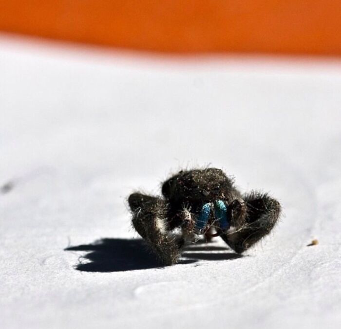 It’s Bitch Spider Shot With Canon 50d And 60mm Prime Lens