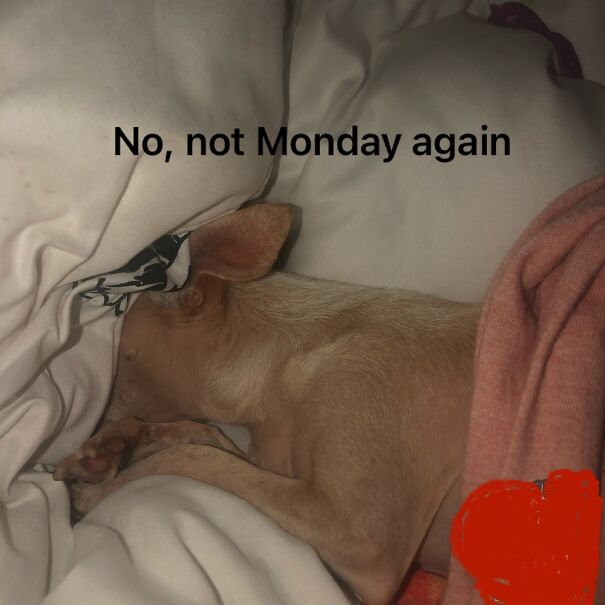 Found Sweet Mia Like This One Monday Morning And She Looked Like How I Felt