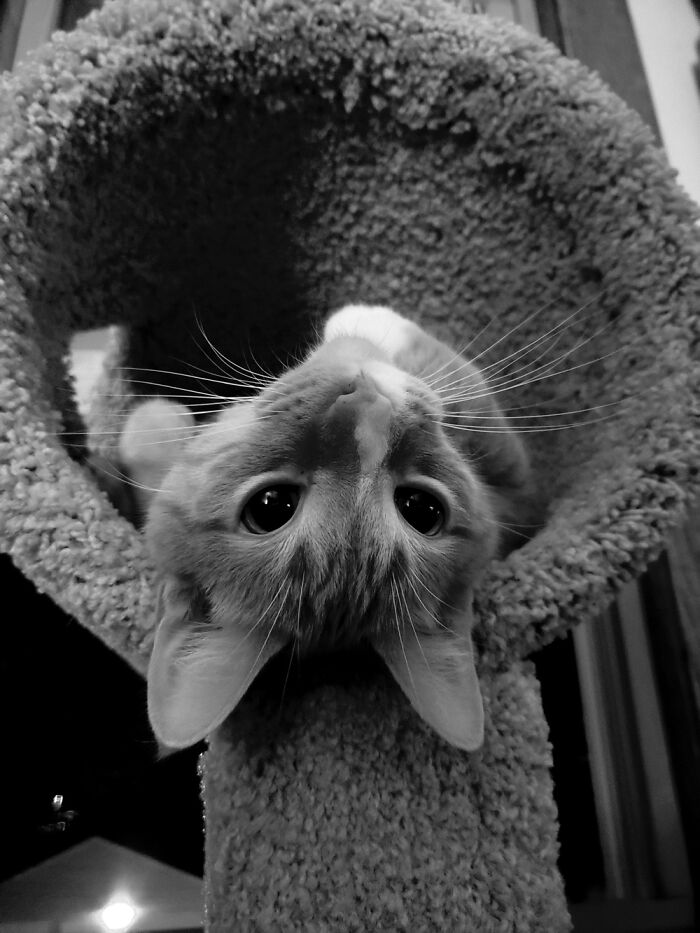 Burt Mousenbee Came To Us From Twin Cities Pet Rescue 4 Yrs Ago. He’s Hilarious Joy Every Day