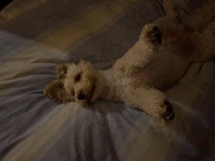 Mitzi. Cockapoo. Covid-Casualty Rescue. Now…..happiest, Loved, Spoilt, And Always Will Be