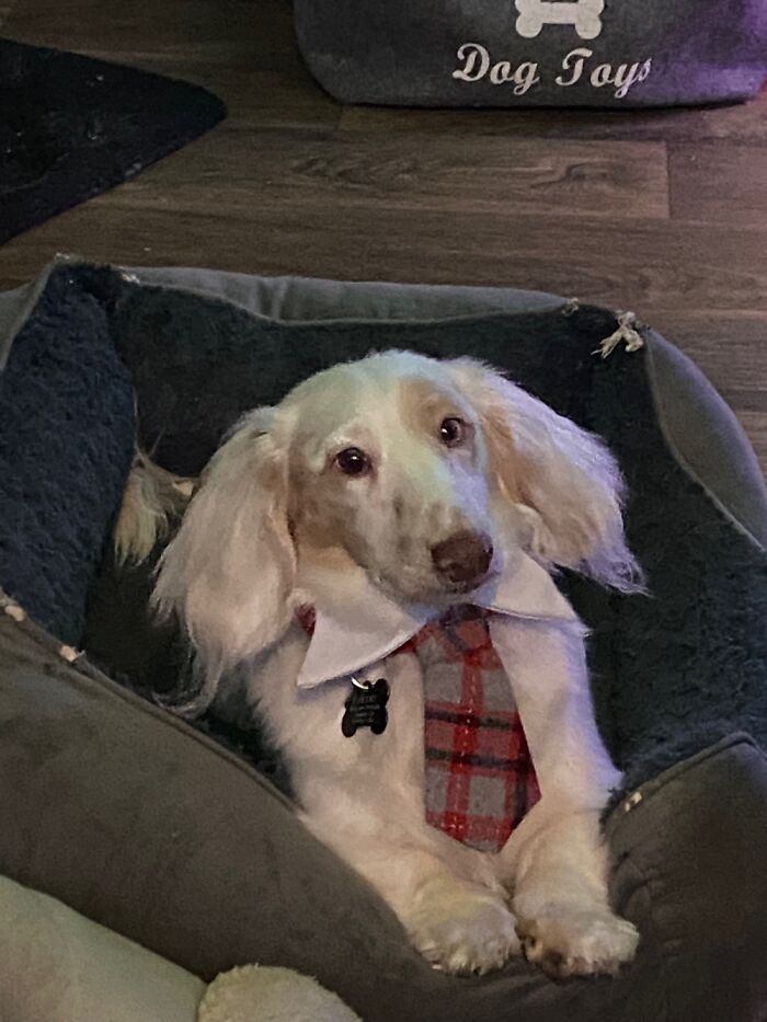 This Is Falcore! He’s An Adorable Little Gentleman