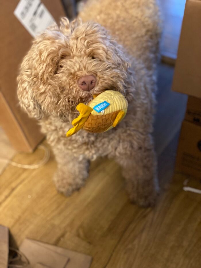 Baguette- Rescue And Foster Failure 15 Years Old - Died 1 Year Ago And Missed Every Day