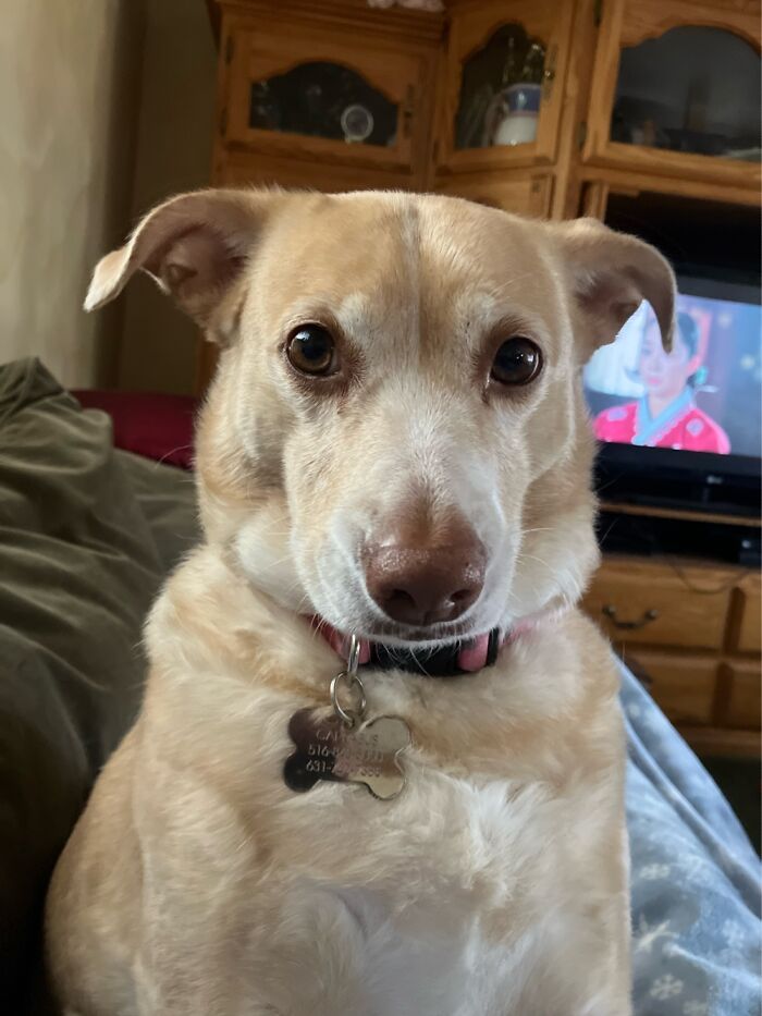 Maya, She Was Dumped At A Kill Shelter In Puerto Rico. She Is The Sweetest Couch Potato In NY