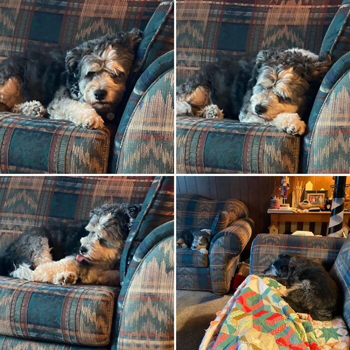 Skye, My Rescue. Passed Away Last Month. She Saved Me When My Husband Died. She Was The Best