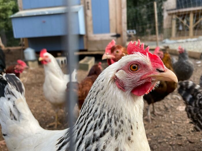 Chandler .. Quietly Judging You