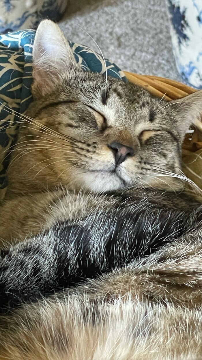 Meet Abby, Nearly 2 Now. Adopted Her At 4 Months Old At The County Animal Shelter. Happy Cat