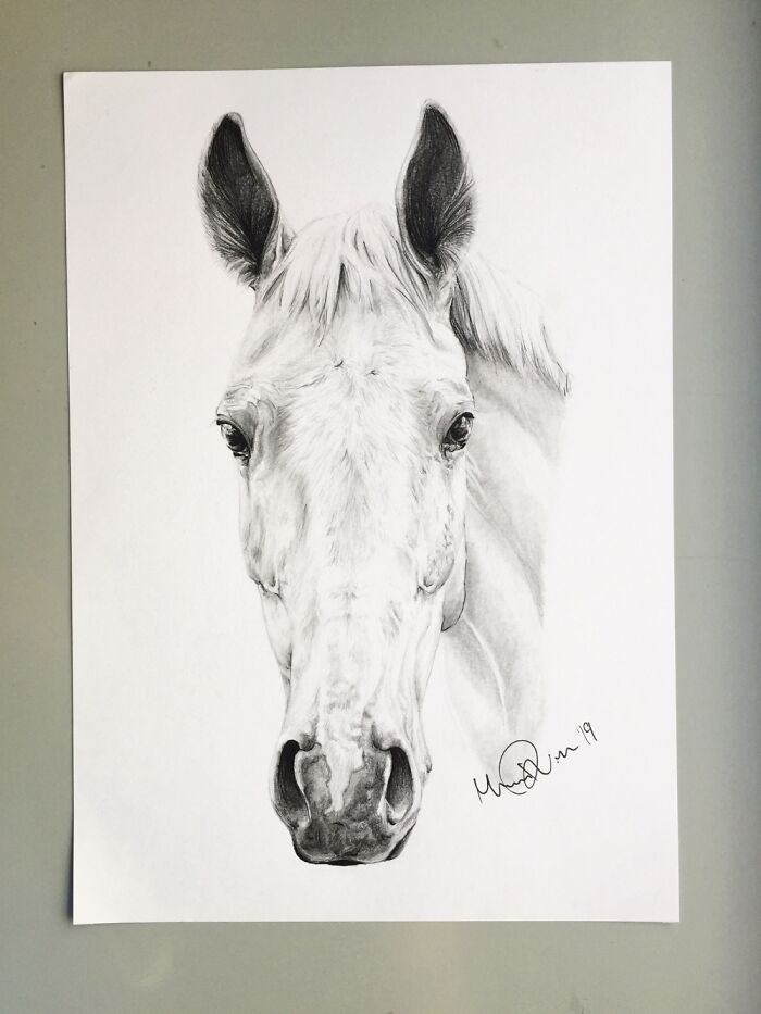 Didn’t Draw Horses In A While, Hope This Still Counts! (Made In 2019)