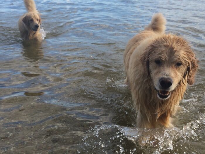 Big Brother Showing Little Sister How To Get Wet But Keep Your Floofy Tail Dry
