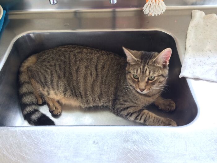 Bubble Waiting For Me To Turn On The Tap! He Loved The Sink