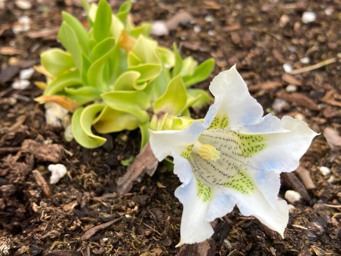 White Gentian
